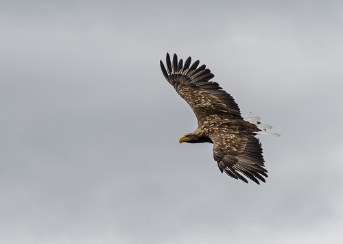 Todalsfjord Norwegen Ferienhaus E 09 Aussen Natur Umgebung Lage Seeadler.jpg