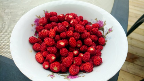 Todalsfjord Norwegen Ferienhaus E 09 Aussen Natur Umgebung Lage Walderdbeeren.jpg