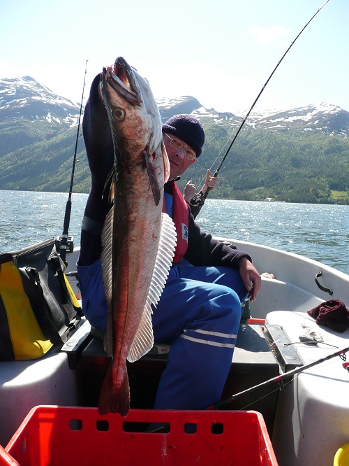 Todalsfjord Fisch17