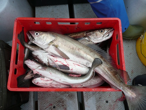 Todalsfjord Fisch18