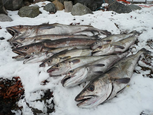 Todalsfjord Fisch33