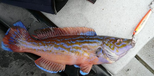 Todalsfjord Fisch60
