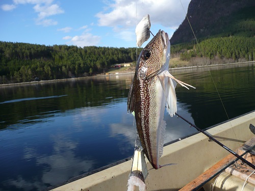 Todalsfjord Fisch63