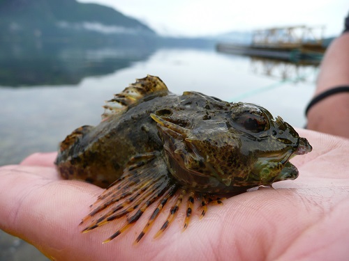 Todalsfjord Fisch78