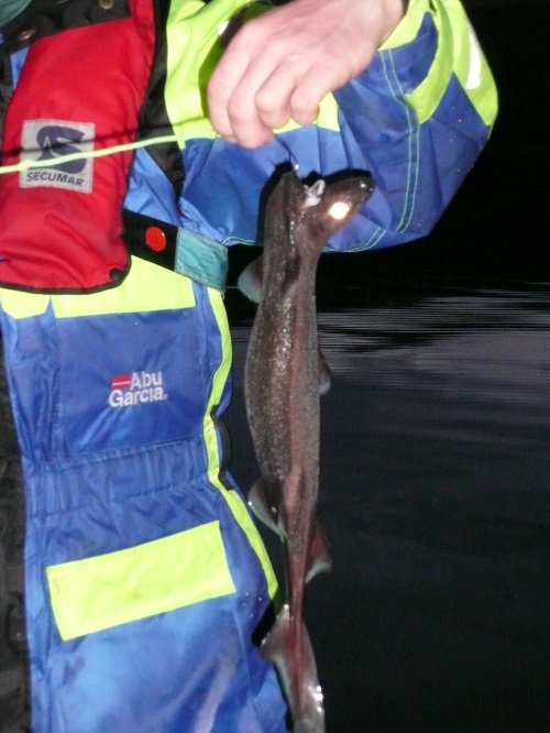 Todalsfjord Fisch8