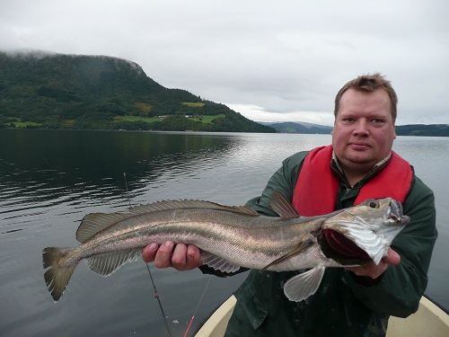 Todalsfjord Fisch9